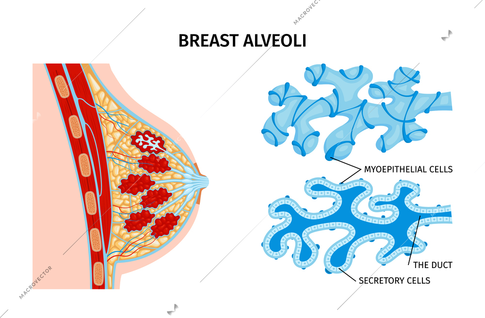 Female breast duct anatomy composition of text captions and educational images for secretory and epithelial cells vector illustration