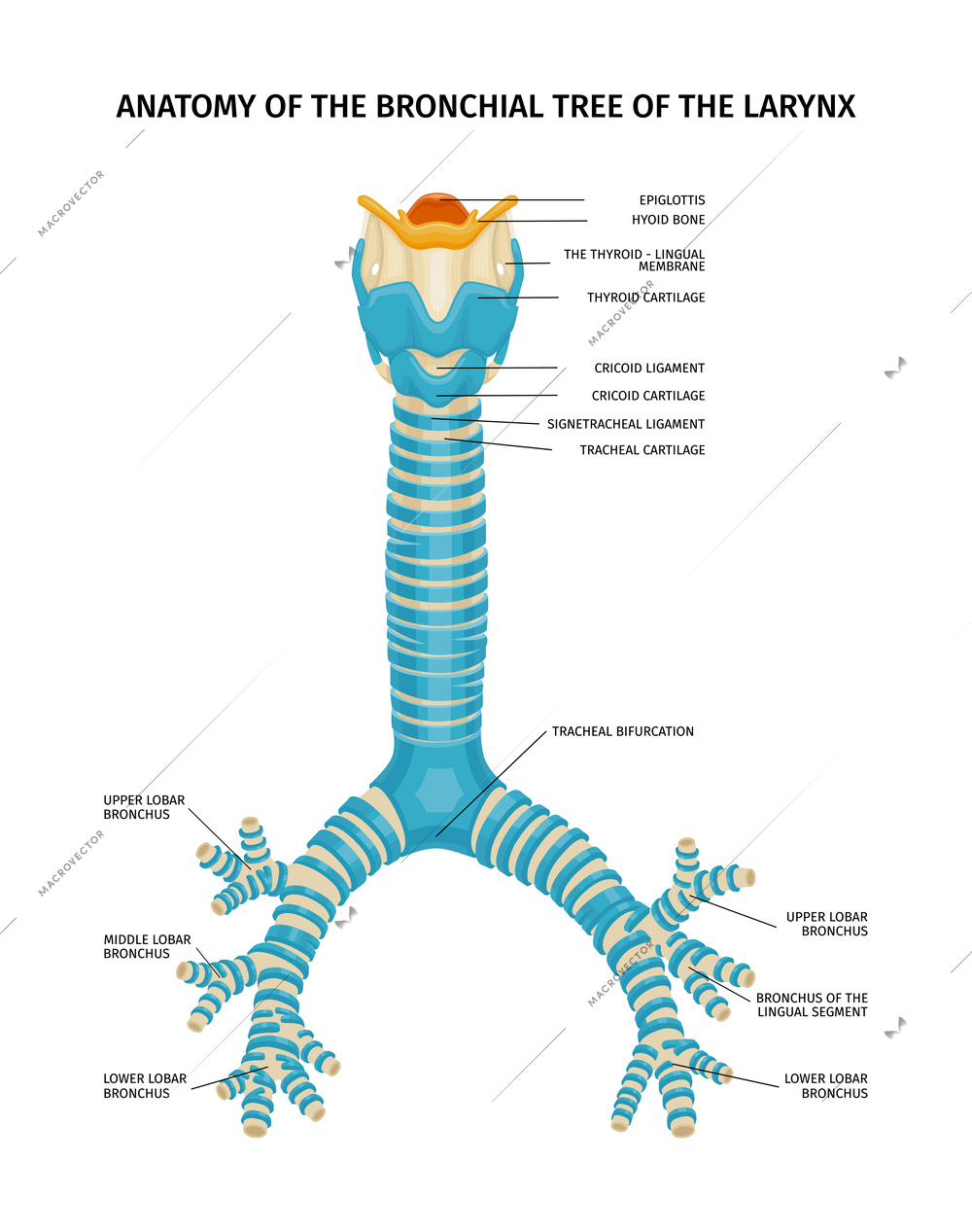 Larynx bronchial tree anatomy composition with scientific view of bronchus with text captions on blank background vector illustration