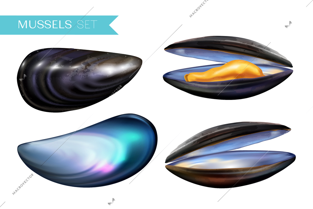 Realistic mussels set with isolated images of closed and open shells with reflections on blank background vector illustration