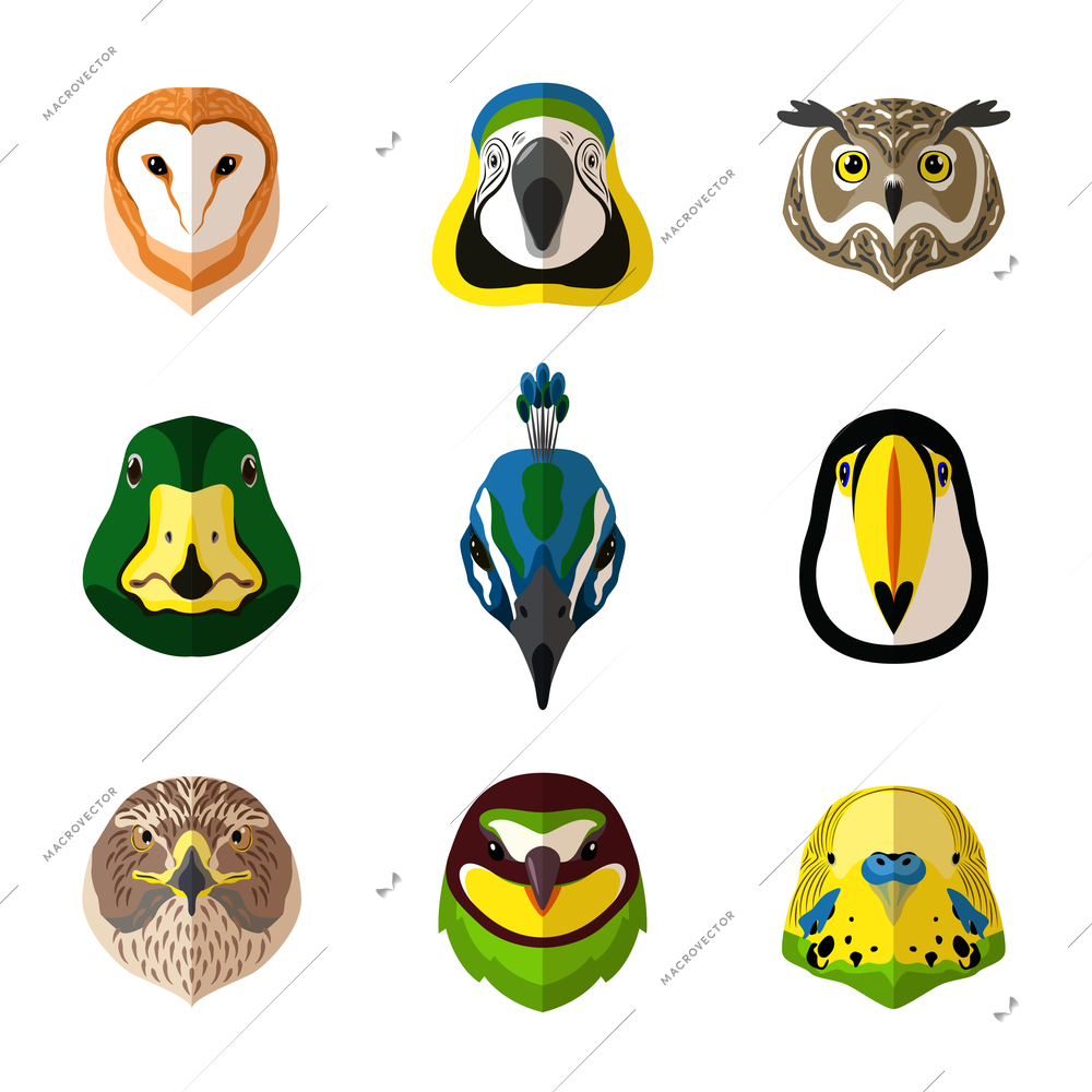 Wild bird front portrait set with owl parrot toucan isolated vector illustration