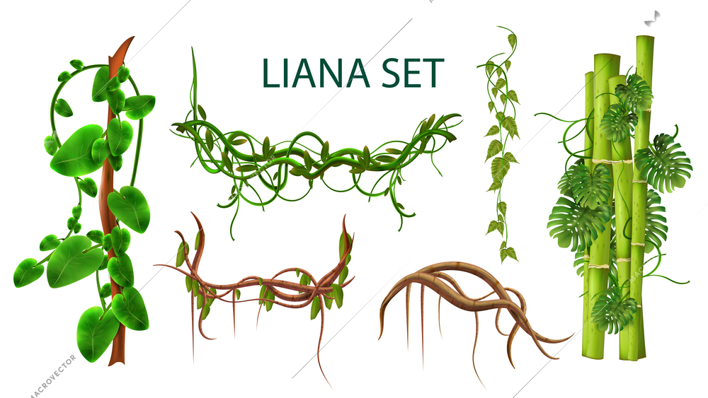 Liana realistic set of creeper branches and stems of exotic plants growing in tropical jungle isolated vector illustration