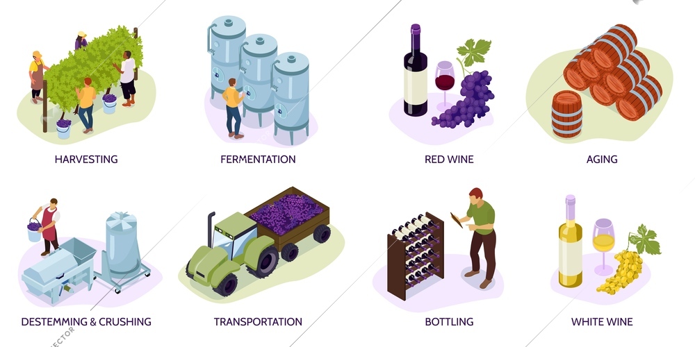 Isometric vineyard composition set with harvesting fermentation red and white wine aging destemming and crushing transportation bottling vector illustration