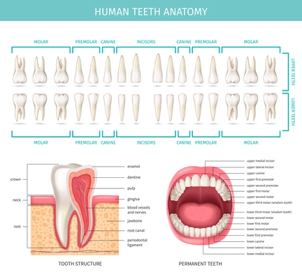Human dental anatomy chart with realistic jaw and tooth vector illustration