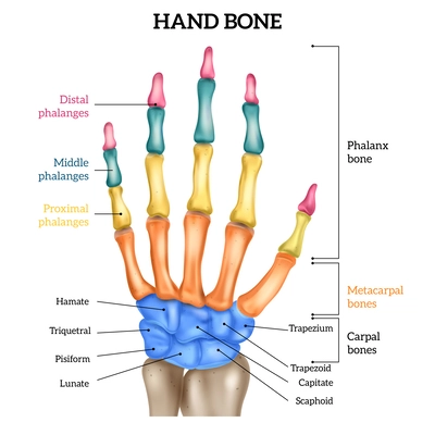 Human hand anatomy with labelled and colored bones realistic infographic vector illustration