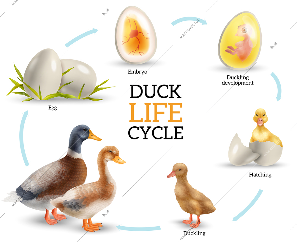 Duck life cycle stages realistic infographics with eggs ducklings and adult birds vector illustration