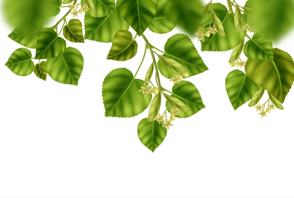 Green linden branches with flowers on white background with blur effect realistic vector illustration