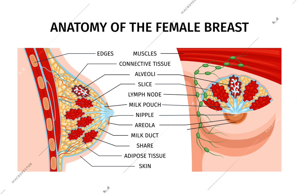 Free Vector  Realistic female breast anatomy set with two views of  anatomic structure with profile views of veins vector illustration