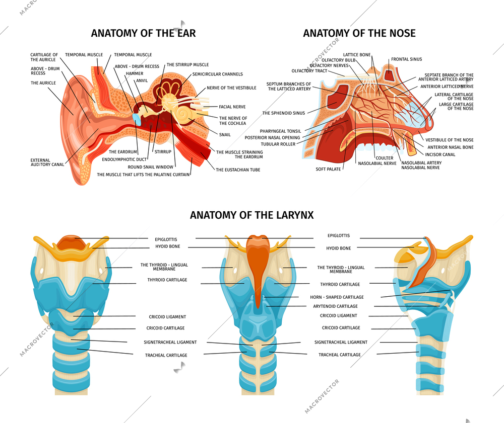 Anatomy set of isolated compositions with educational images of ear nose and larynx anatomy with text vector illustration