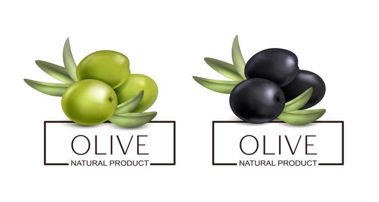 Realistic olive labels set with ornate text in rectangular frame with green and black berry images vector illustration