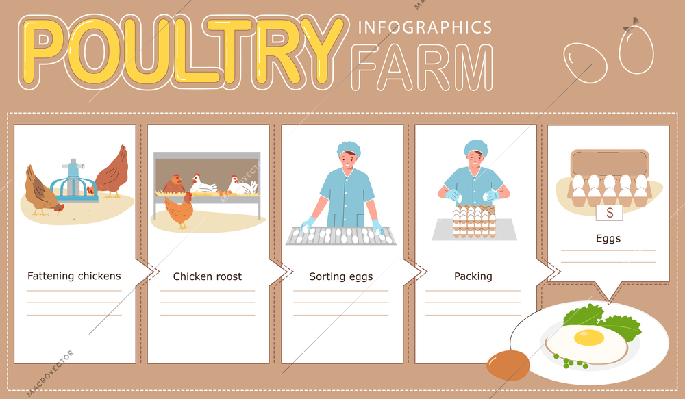 Poultry factory eggs production flat infographic with fattening chickens sorting and packing process vector illustration