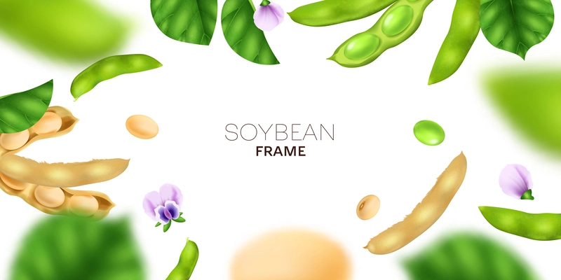 Realistic soybean frame with green and white soy beans and flowers vector illustration