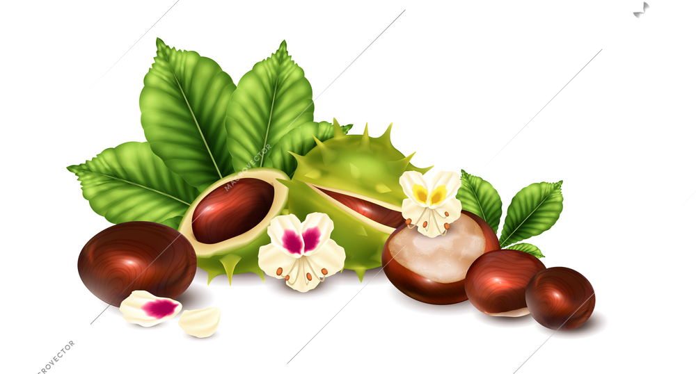 Realistic chestnut composition with nut seeds and leaves vector illustration