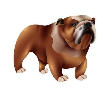 Realistic cute brown english bulldog on white background vector illustration