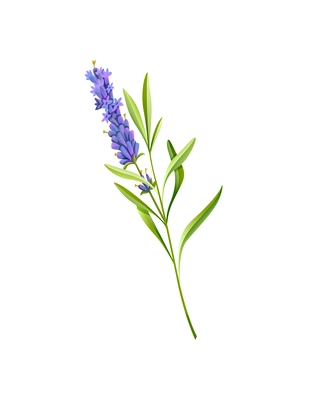 Cartoon lavender flower with green leaves vector illustration