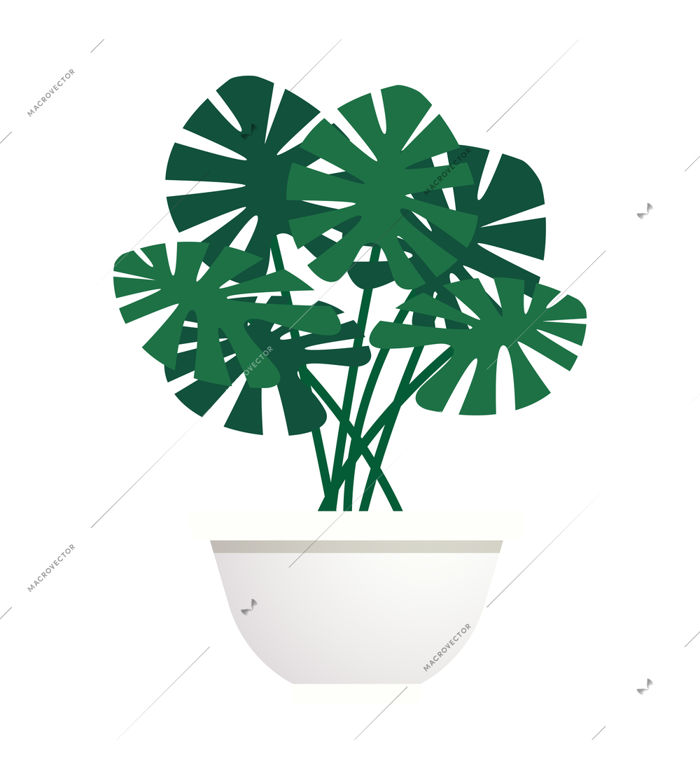 Flat monstera houseplant in white pot vector illustration