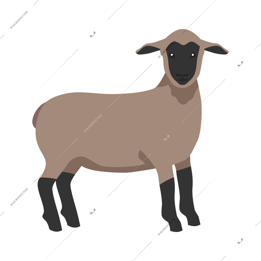 Cute little lamb flat vector illustration