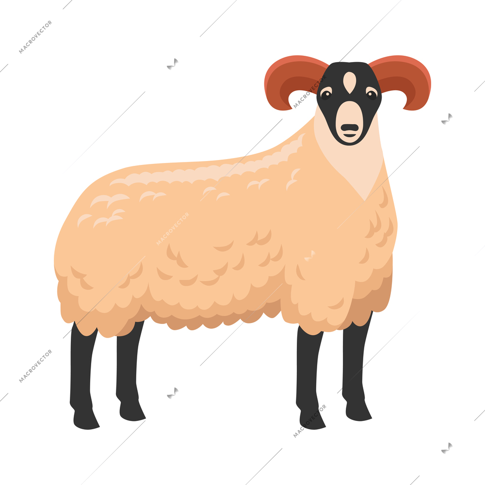 Flat sheep ram on white background vector illustration