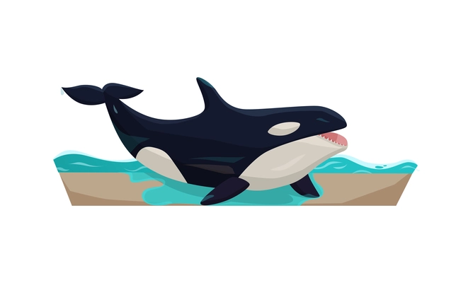 Cute orca whale in dolphinarium flat vector illustration