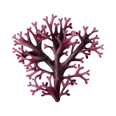 Realistic red seaweed on white background vector illustration