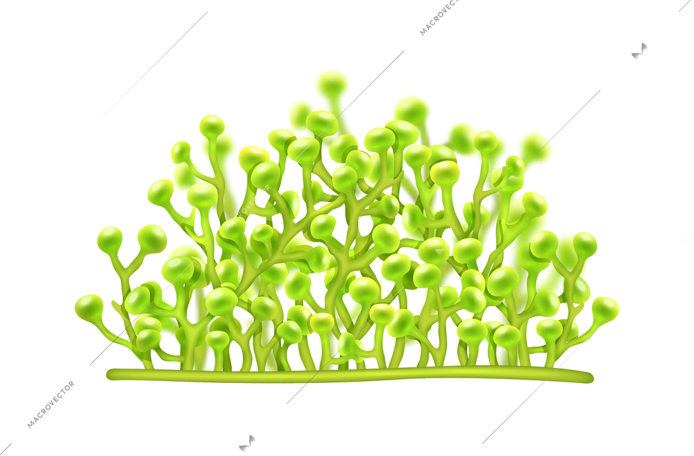 Realistic green seaweed on white background vector illustration