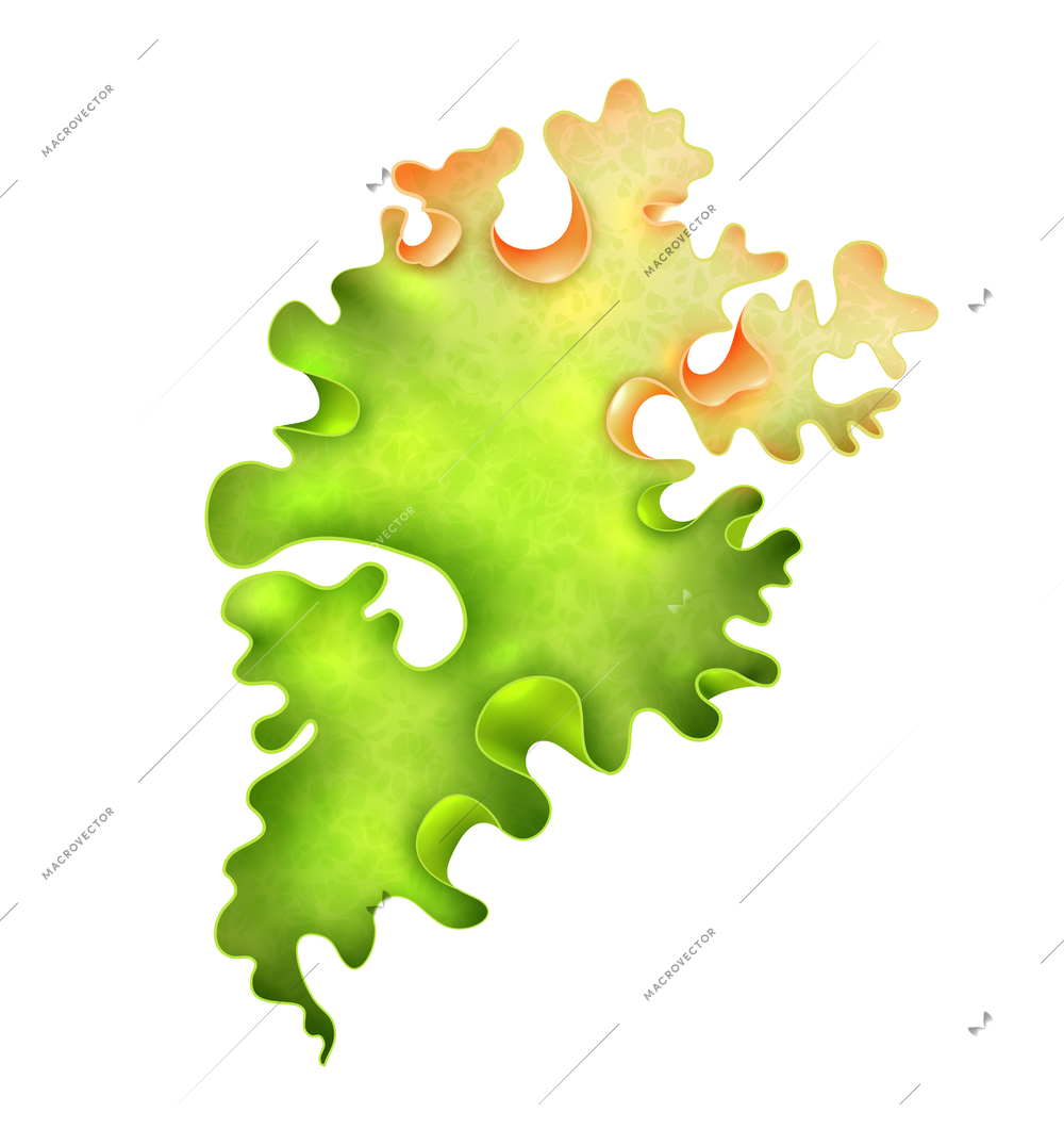 Green seaweed on white background realistic vector illustration