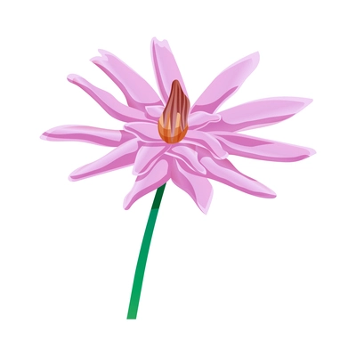 Pink lotus flower on white background flat vector illustration