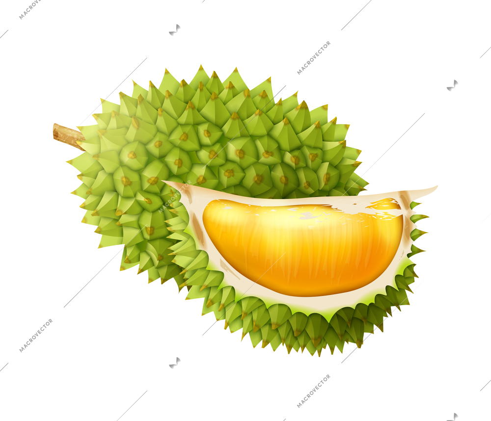 Realistic whole and sliced durian vector illustration