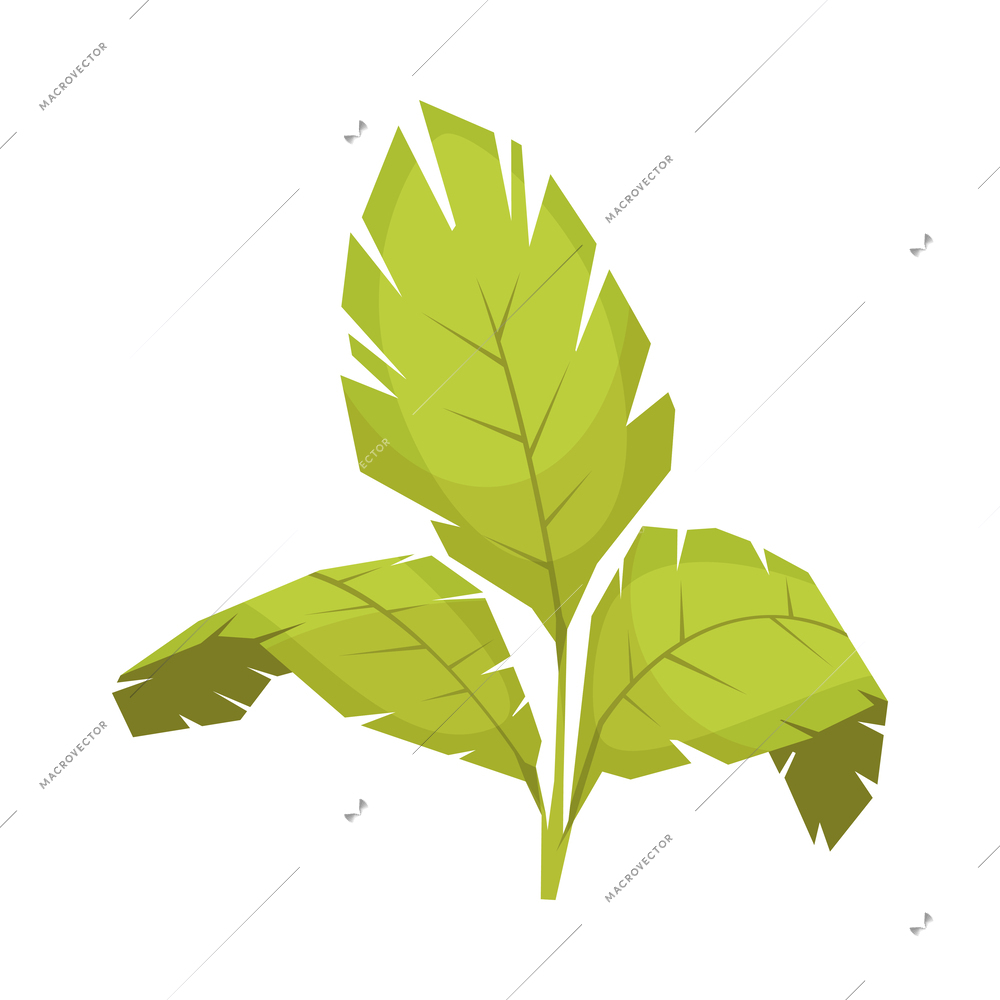 Tropical plant with big green leaves cartoon vector illustration