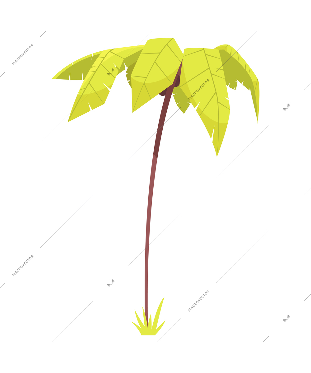 Cartoon coconut palm on white background vector illustration