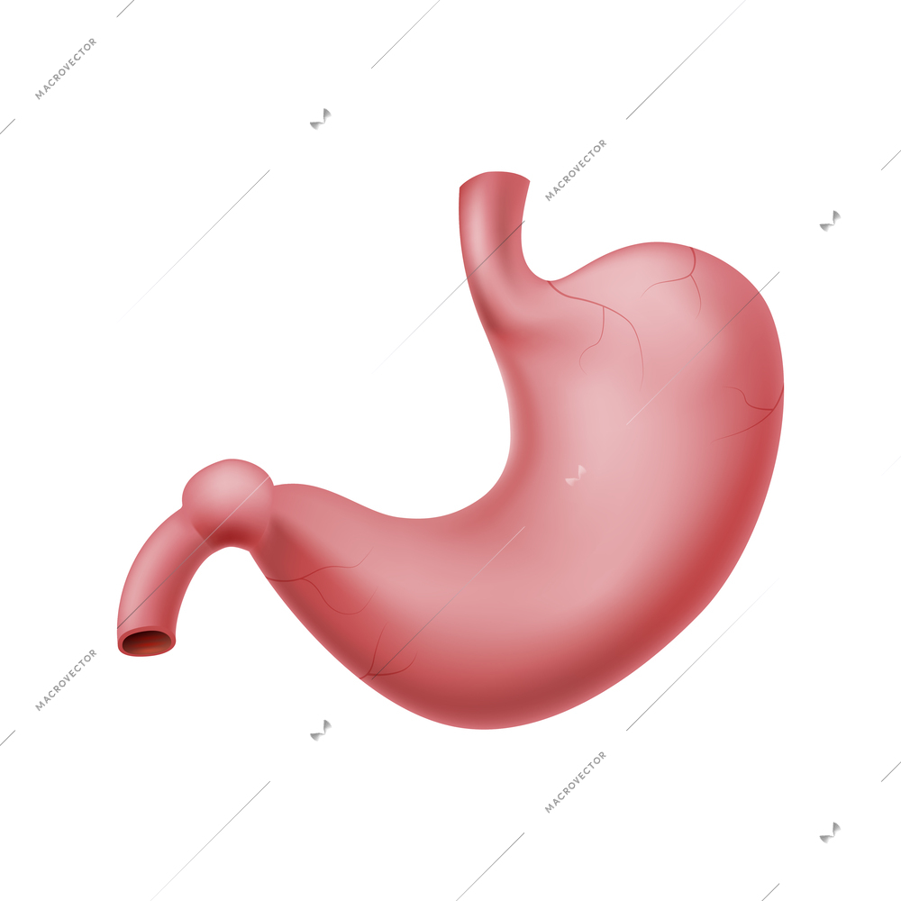 Realistic human stomach on white background vector illustration