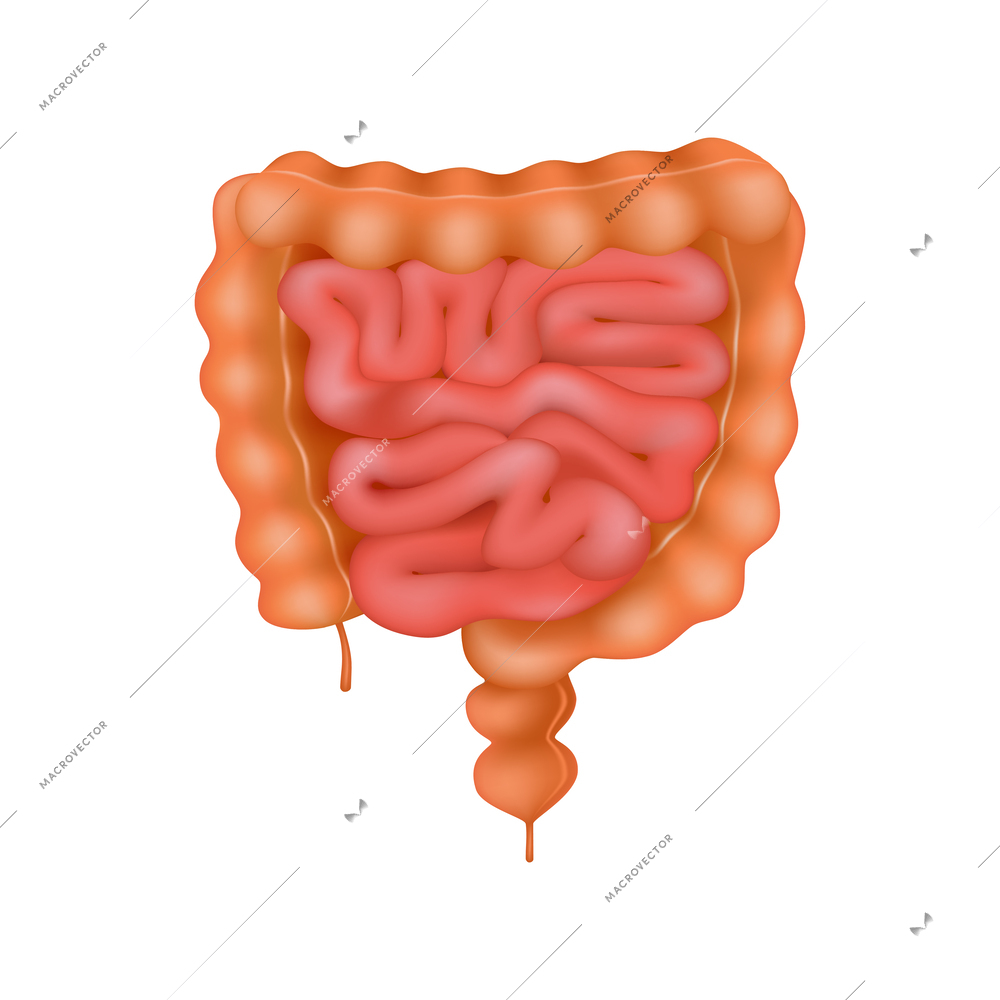 Realistic human intestines on white background vector illustration