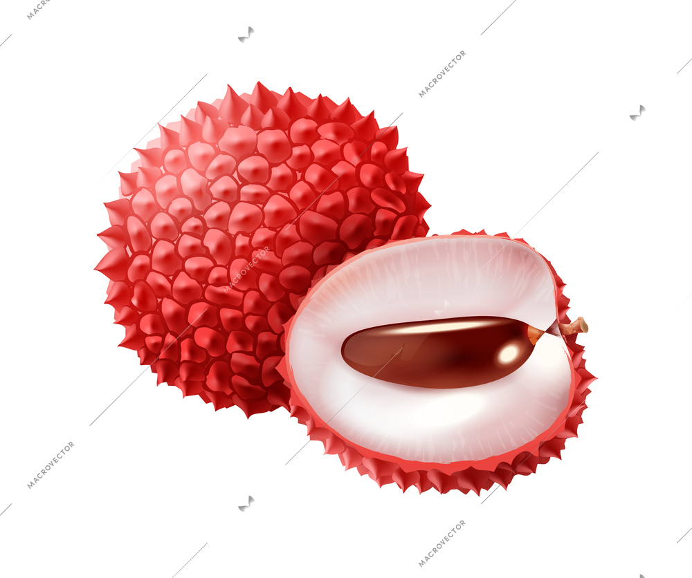 Realistic whole and sliced lychee vector illustration