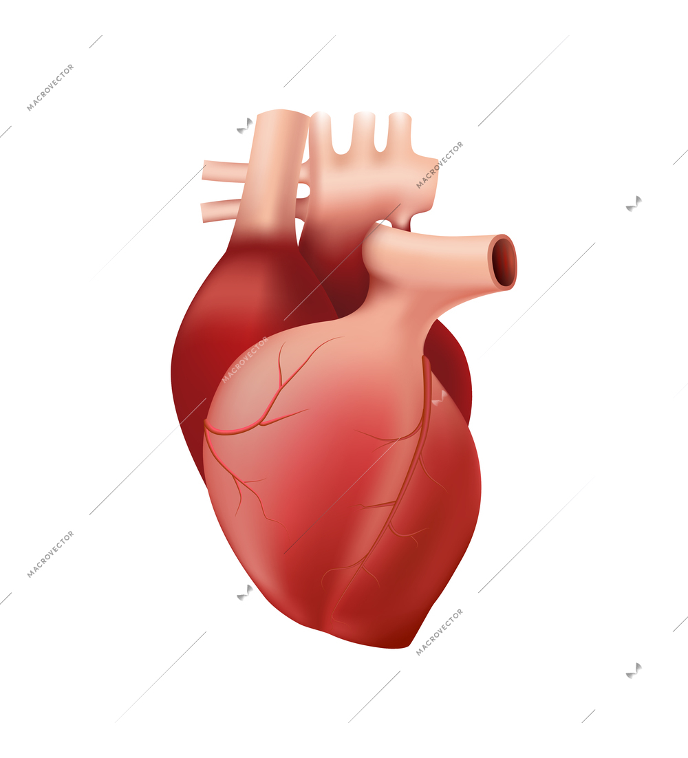 Realistic human heart on white background vector illustration