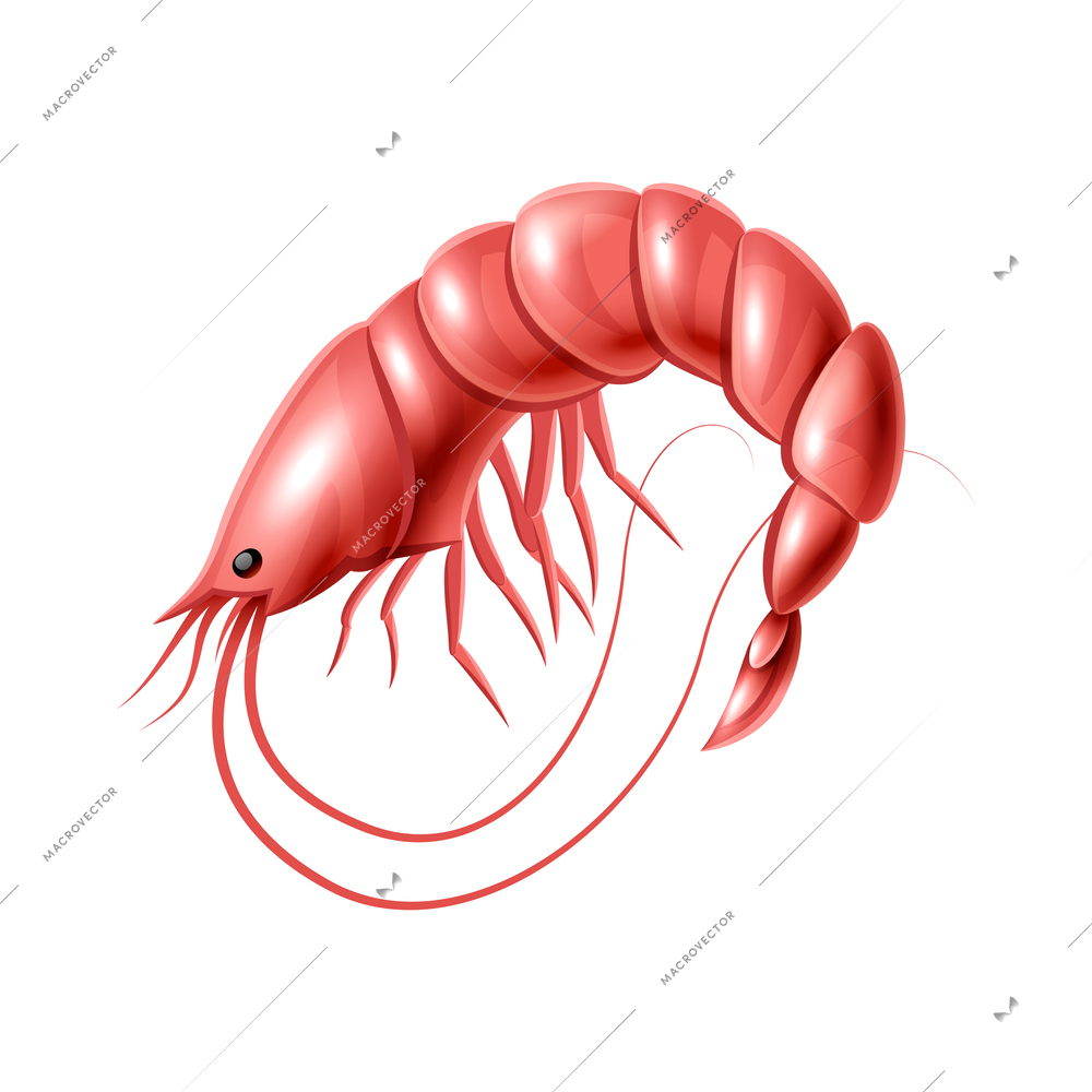 Prawn on white background realistic vector illustration