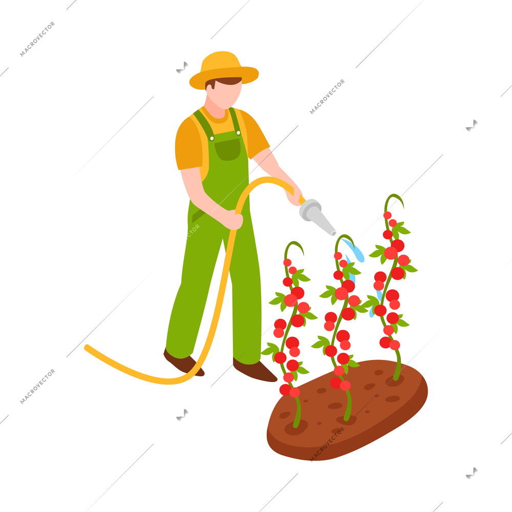 Male gardener watering vegetable bed from hose 3d isometric icon vector illustration