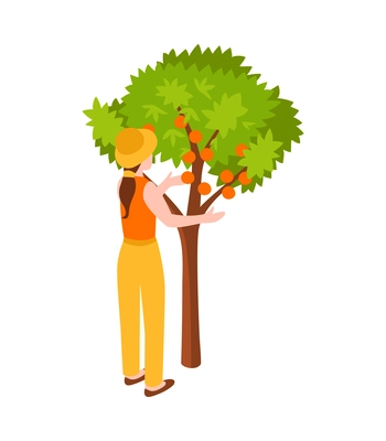 Female gardener picking apples isometric icon 3d vector illustration