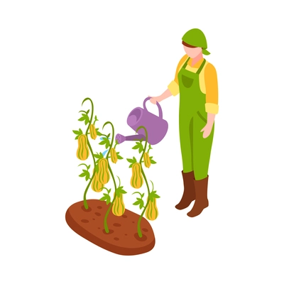 Female gardener watering plants in vegetable bed from can isometric icon 3d vector illustration