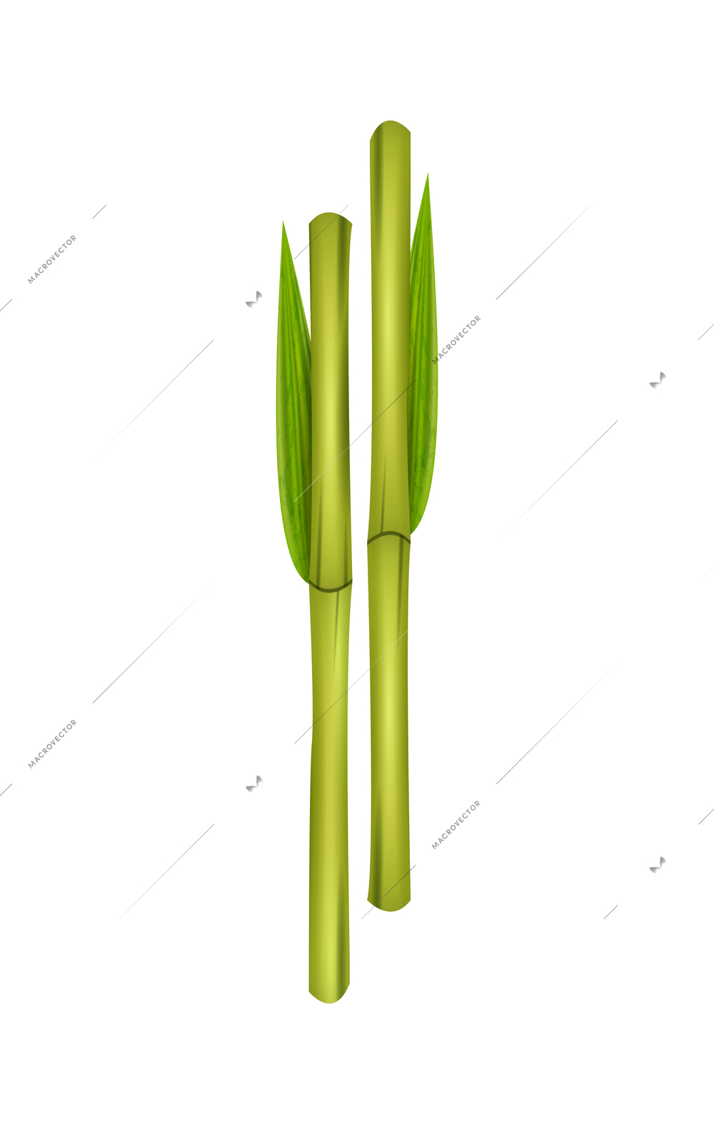 Green bamboo sticks with leaves realistic vector illustration