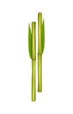 Green bamboo sticks with leaves realistic vector illustration