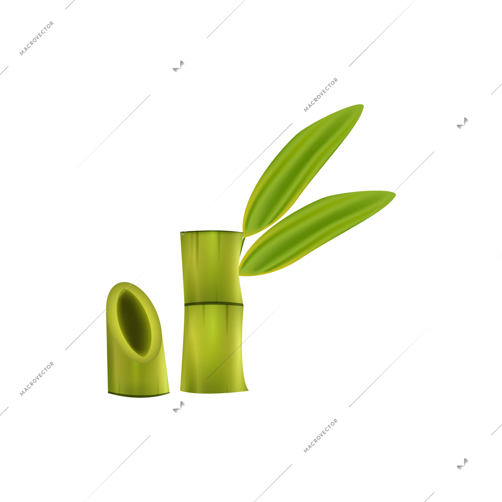 Green bamboo with leaves realistic decorative elements on white background vector illustration
