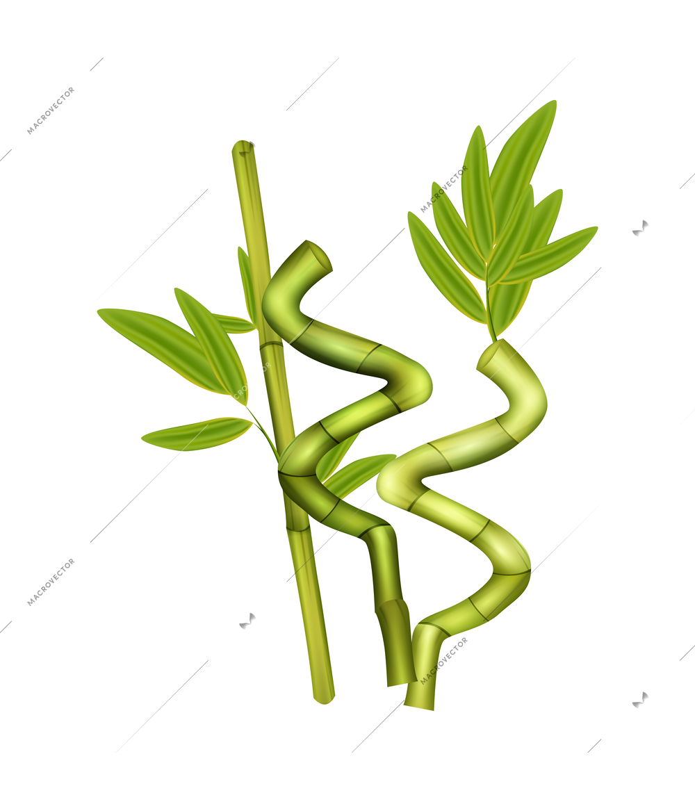 Green bamboo sticks with leaves on white background realistic vector illustration