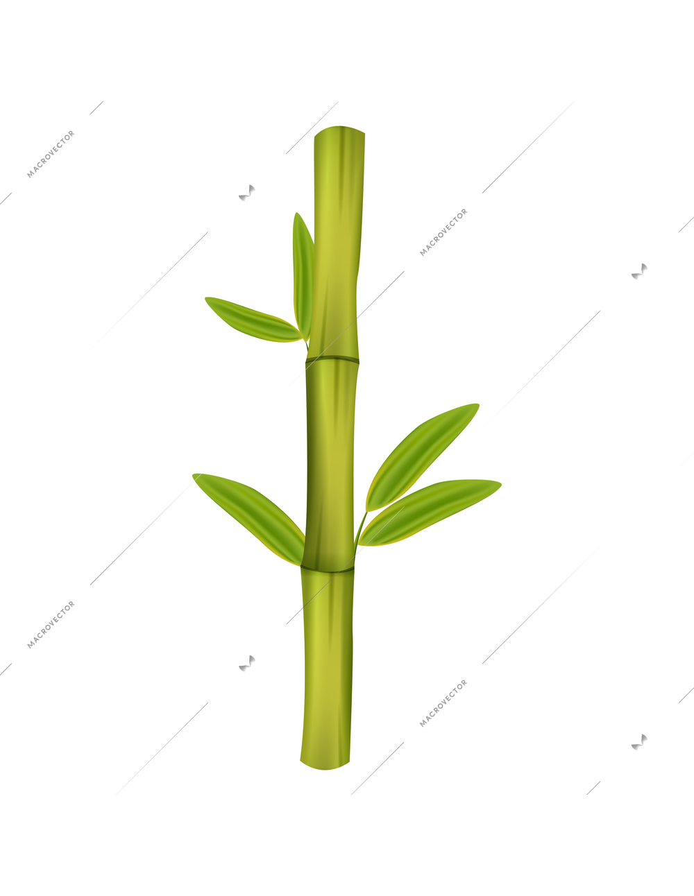 Realistic bamboo stick with green leaves isolated on white background vector illustration