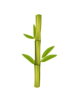 Realistic bamboo stick with green leaves isolated on white background vector illustration