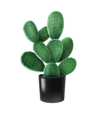 Realistic cactus houseplant in black pot vector illustration