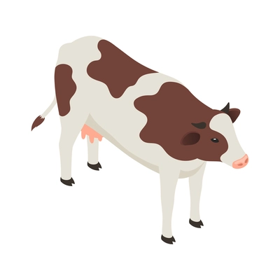 Brown and white cow isometric icon on white background vector illustration