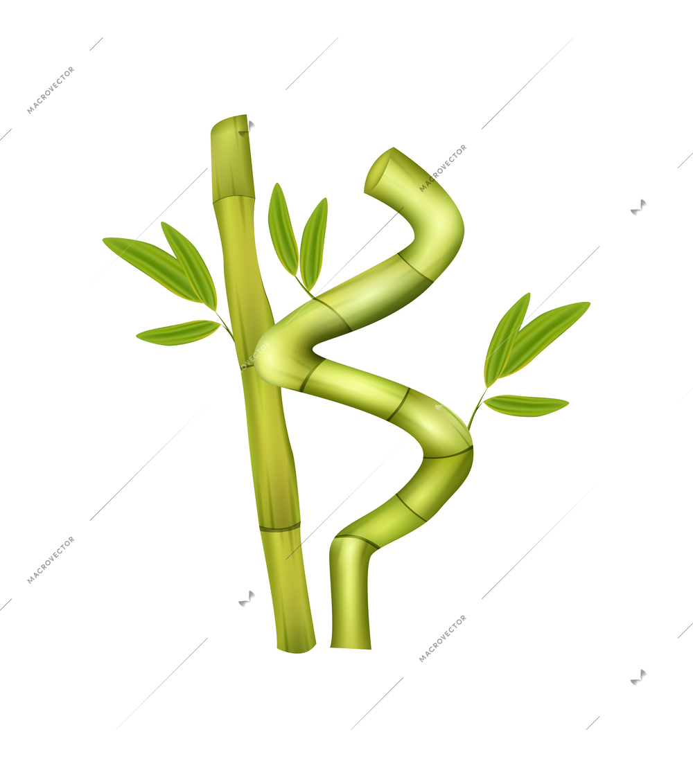 Green bamboo decorative elements on white background realistic vector illustration