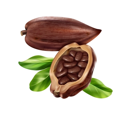 Ripe cocoa pod with beans and green leaves realistic vector illustration