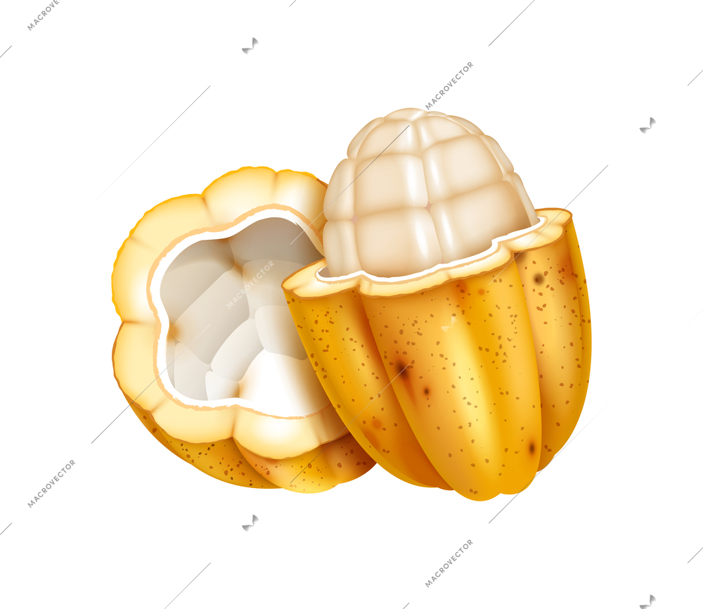 Realistic raw unripe cocoa pod vector illustration