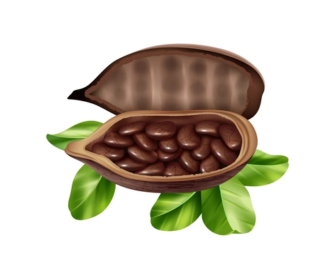 Realistic ripe cocoa pod with beans inside and green leaves vector illustration