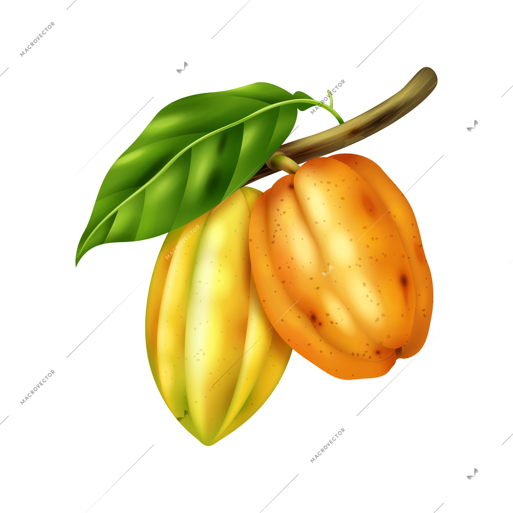 Realistic unripe cocoa pods with green leaf vector illustration